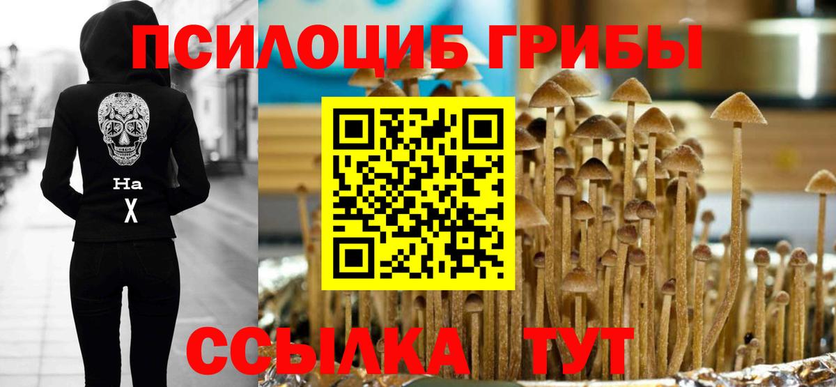 Галлюциногенные грибы Psilocybe Алейск