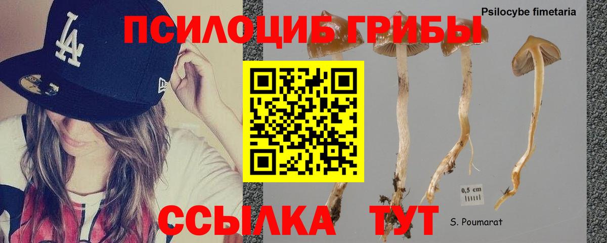 Алейск  Галлюциногенные грибы Psilocybine cubensis  Вход с VPN  Псилоцибиновые грибы GOLDEN TEACHER 